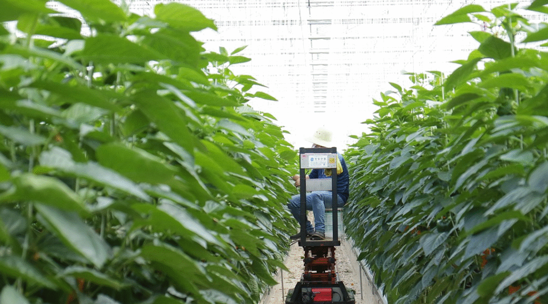 Cultivating the Future: How AI and Smart IoT Are Revolutionizing Agriculture