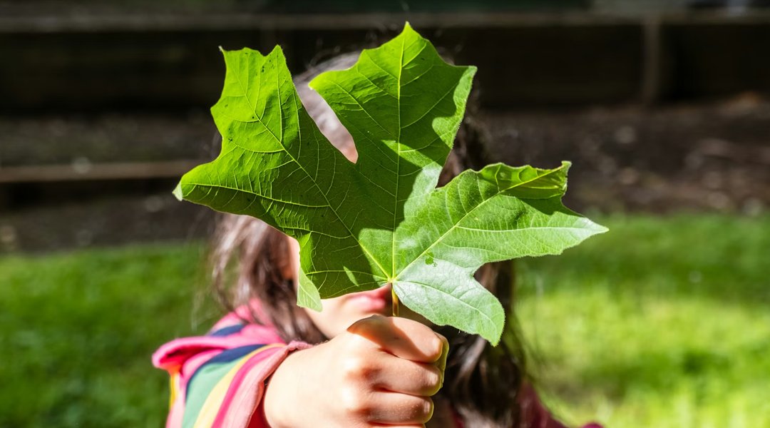 a child holding a green leaf
